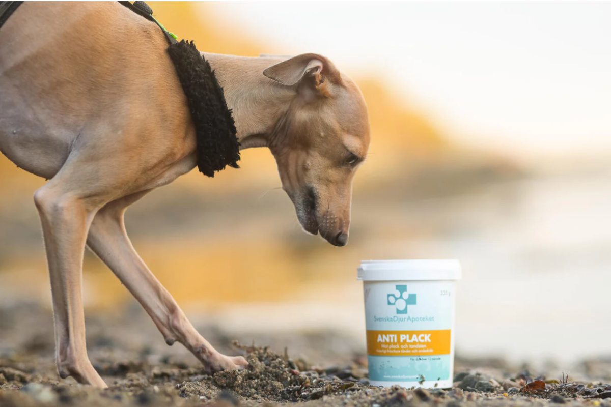 Anti Plack är ett tillskott som bibehåller en frisk munhälsa. 