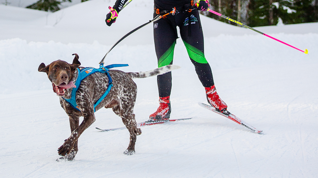 Energi till hund