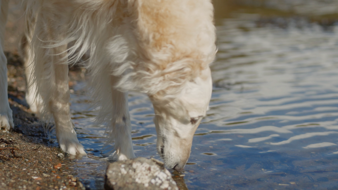 Nosework – Tips för att börja