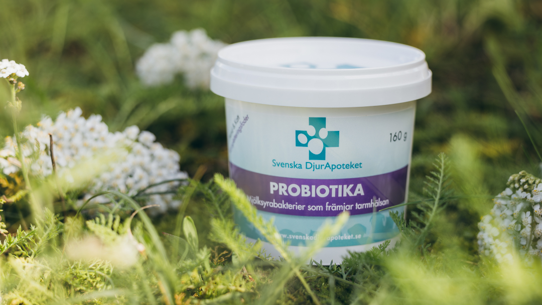 Tillskott för hundens mage