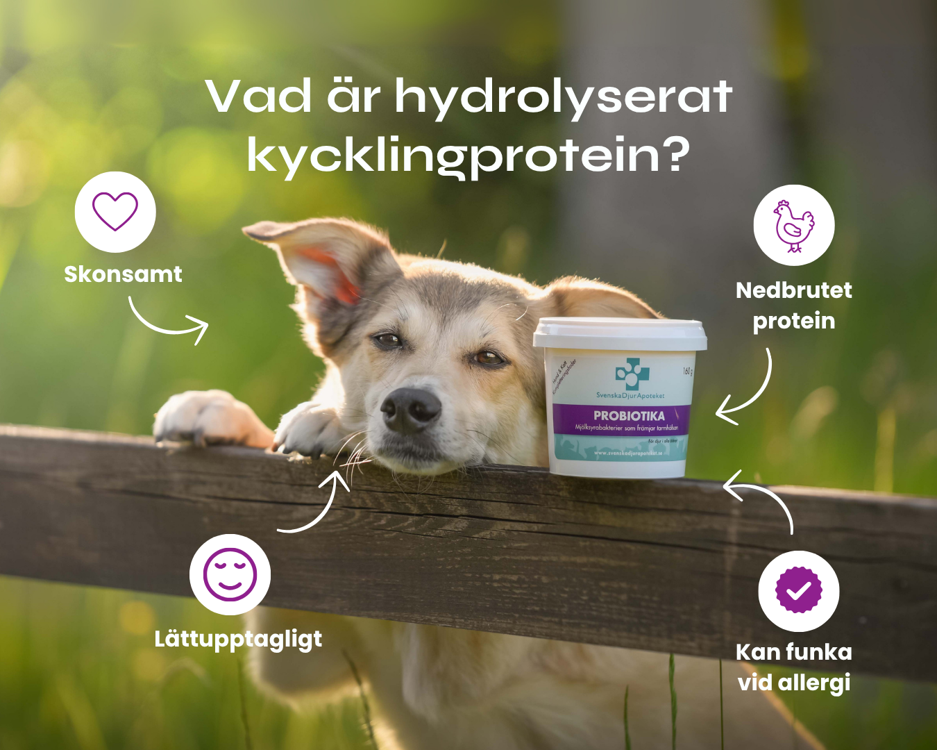 Hydrolyserat protein för hundar
