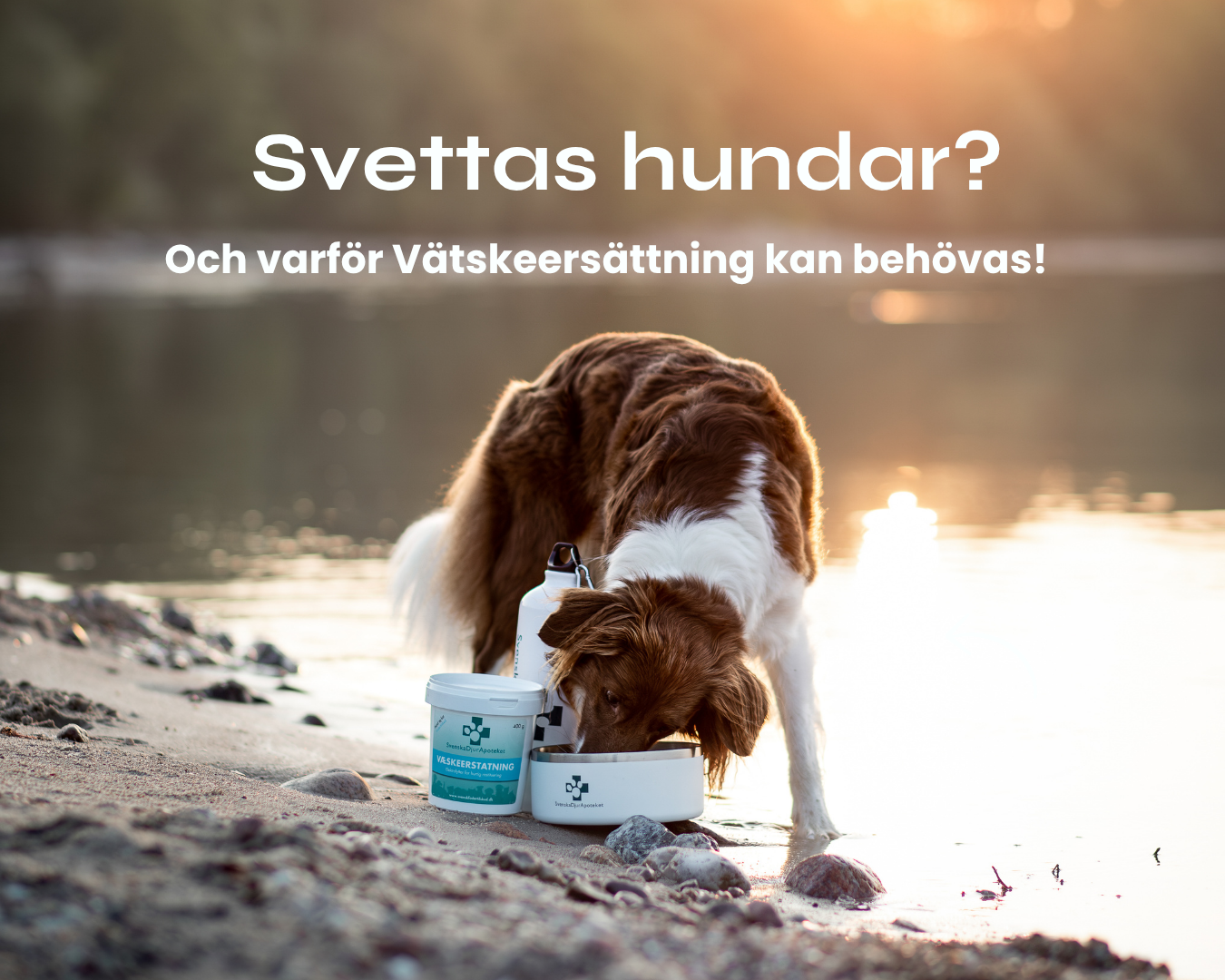 Vätskeersättning för hund – behöver hundar verkligen det?