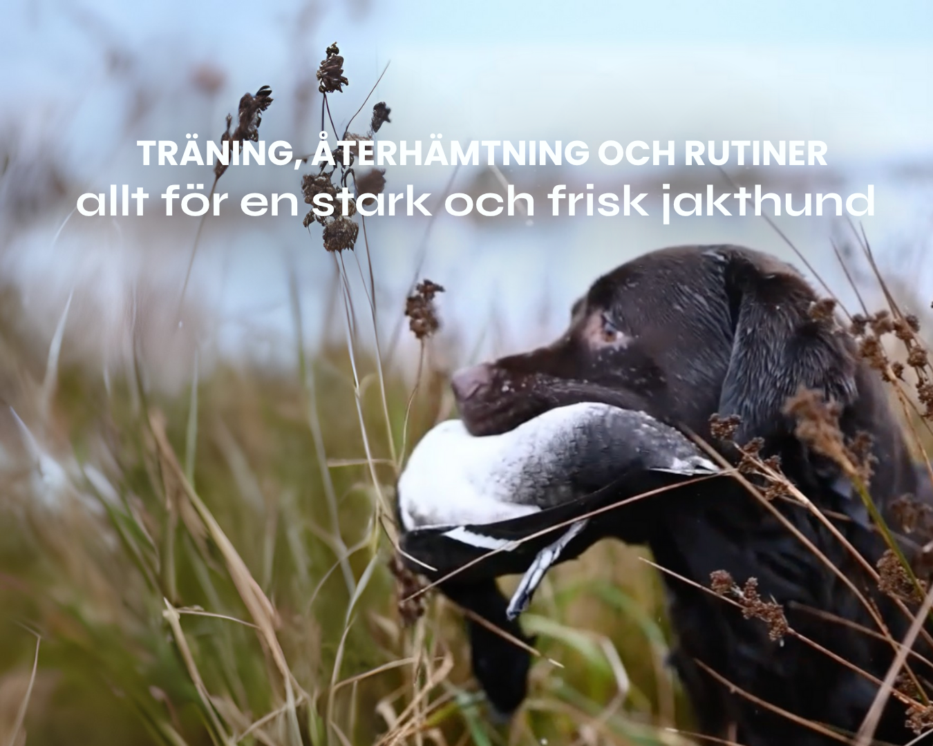 🦌 Jaktsäsongen är här, är ni redo?