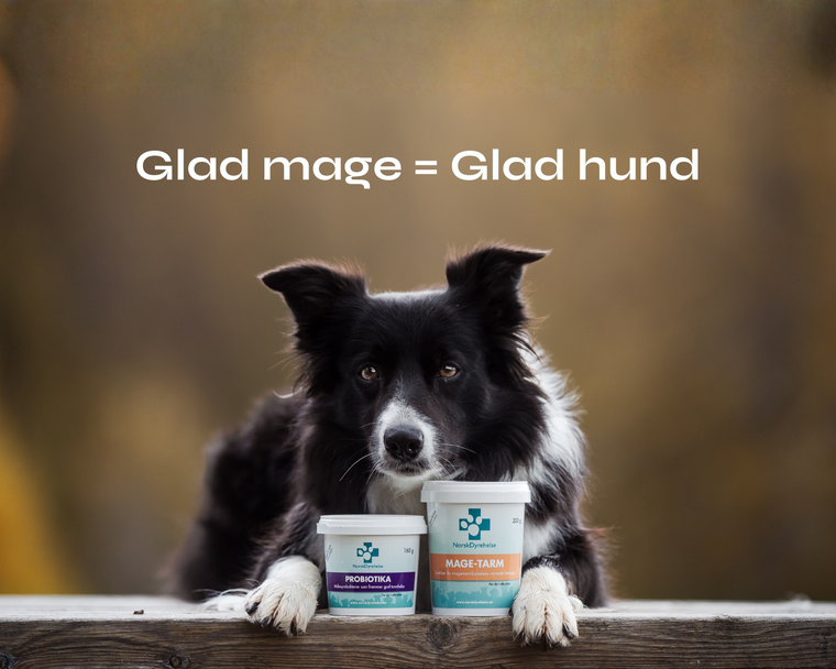 Tillskott för hundens mage