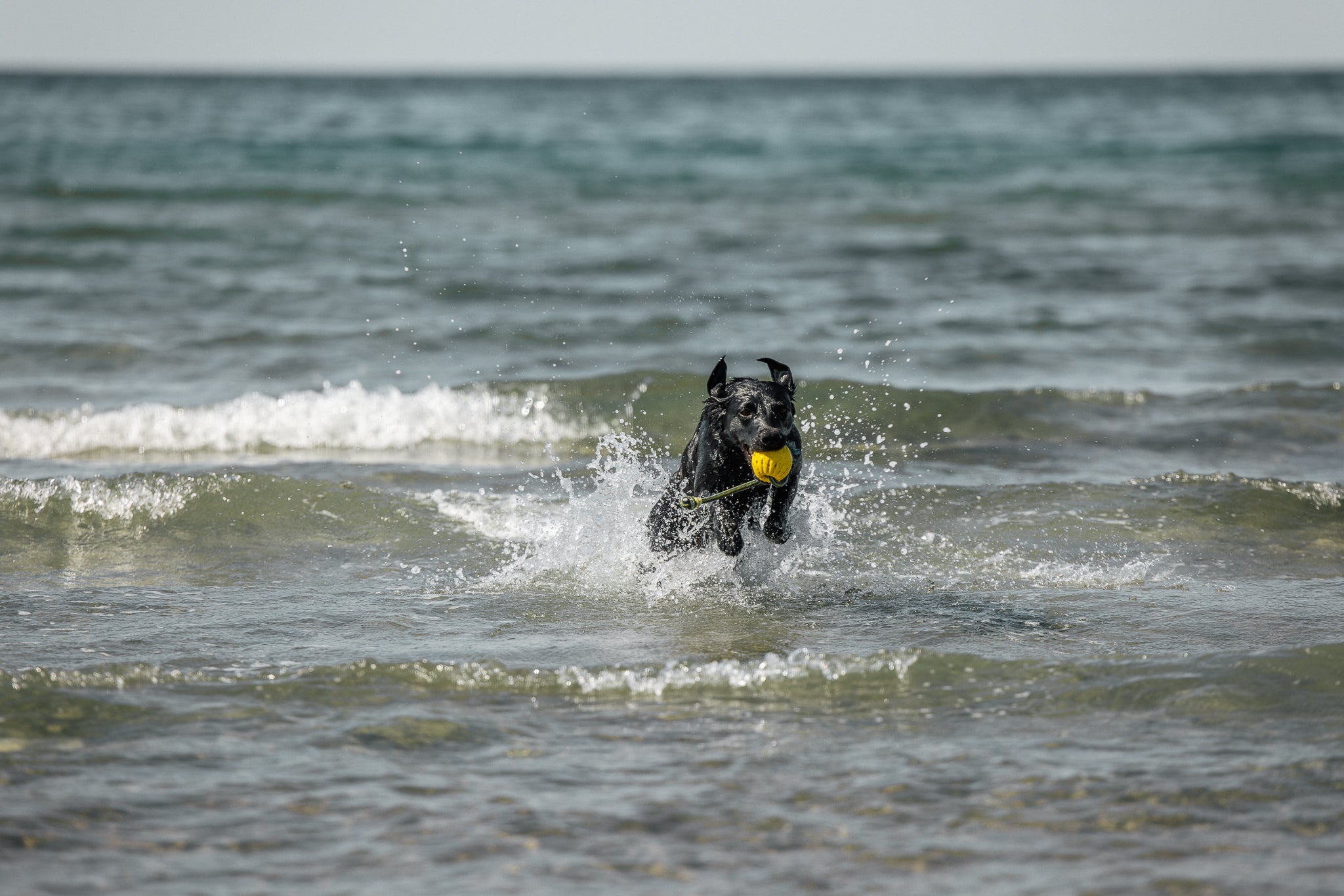 Artros hos hund - vad är det och vad kan man göra för att förhindra olyckor?