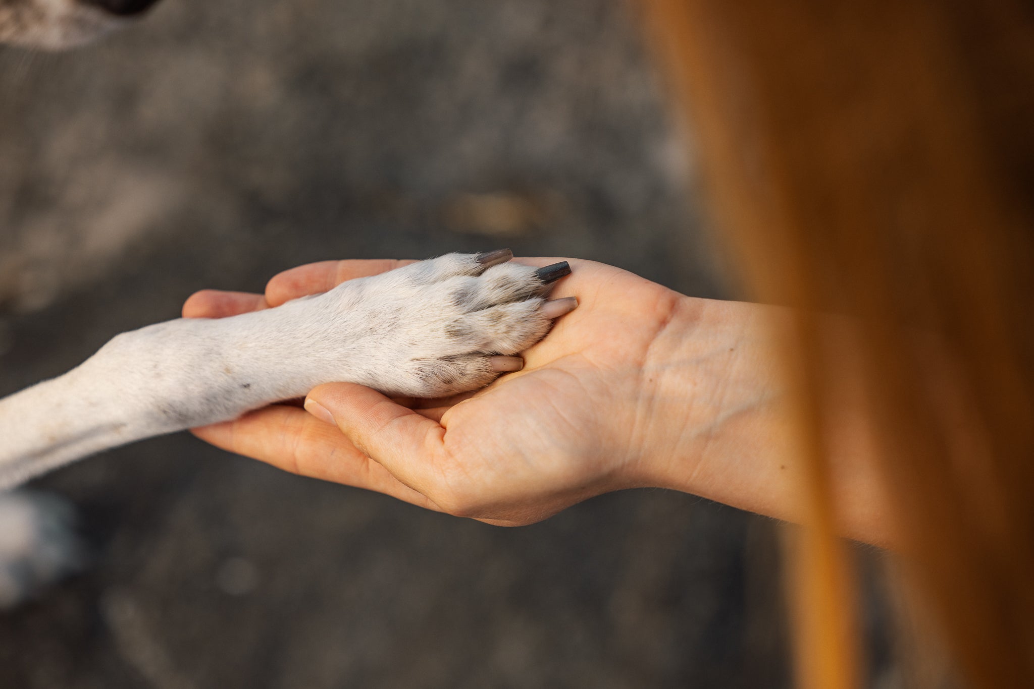 Så tar du hand om hundens trampdynor