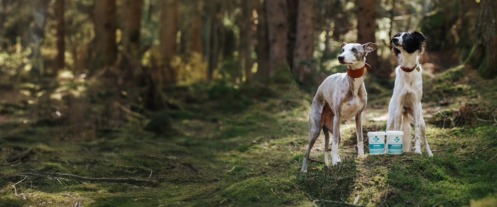 Störst i Norden på tillskott för hund