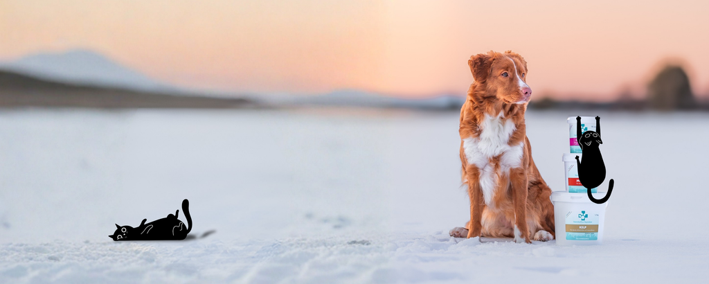 Svarta katten har sprungit bort