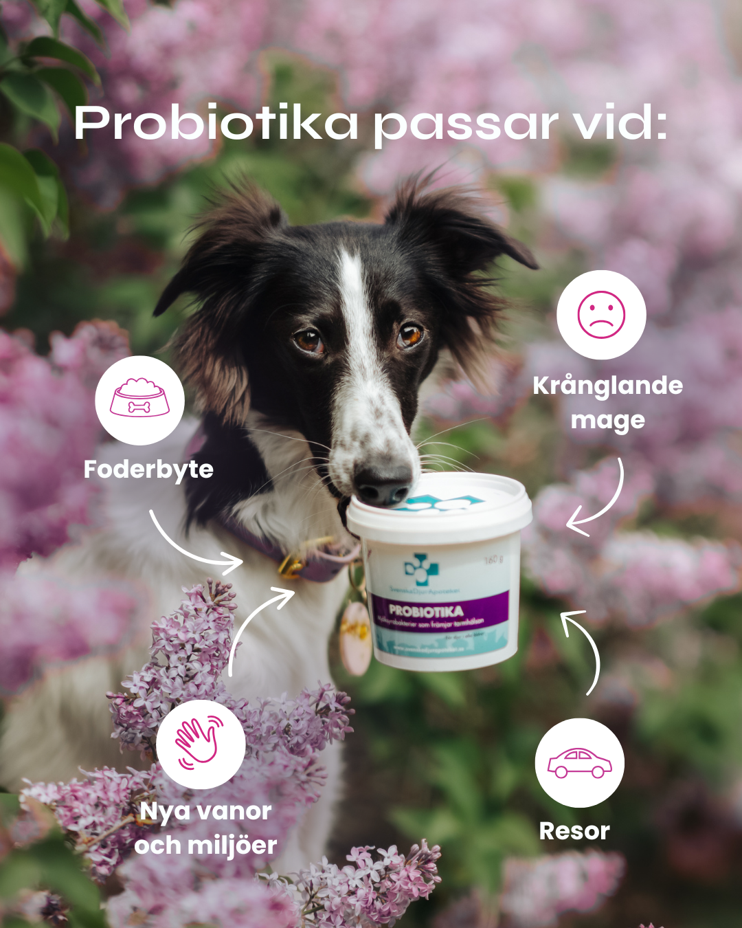 Probiotika 40/160g